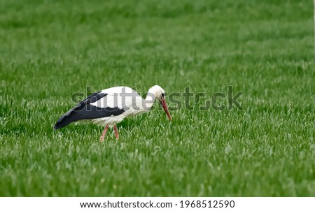 Adult European White Stork Standing In Green Summer Grass. Wild Field Bird In Sunset Time