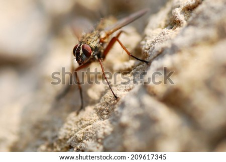 A Fly Clings Motionless to a Rock Slope
