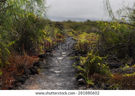 Black path through wild vegetation of Galapagos