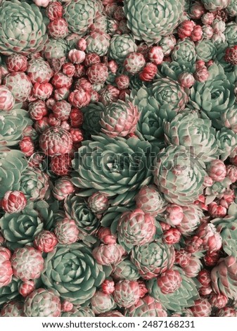 Similar – Foto Bild Nahaufnahme der Echeveria-Pflanze