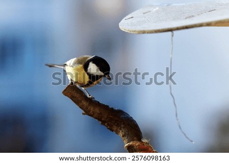 Similar – Image, Stock Photo Tit dumplings and empty feeding nets on a carabiner