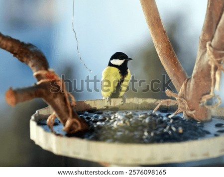 Similar – Image, Stock Photo Tit dumplings and empty feeding nets on a carabiner