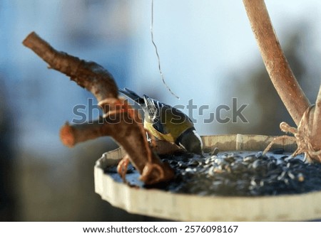 Similar – Image, Stock Photo Tit dumplings and empty feeding nets on a carabiner