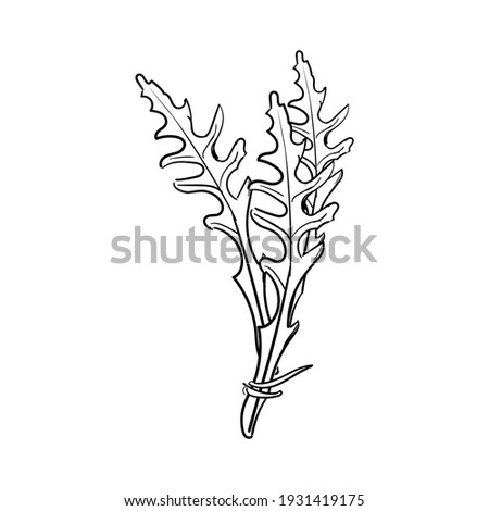 Fresh arugula leaves hand drawn sketch isolated on white background. Rocket salad or arugula. Vector Zdjęcia stock © 
