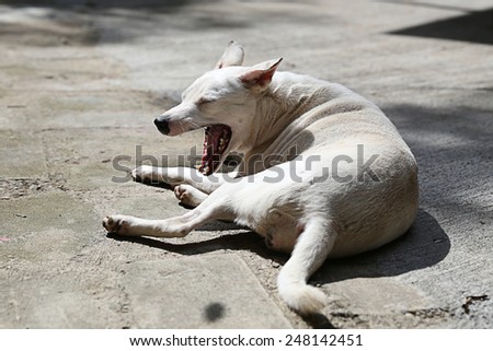 A sleeping dog wants to take a nap in the sunny-warm day