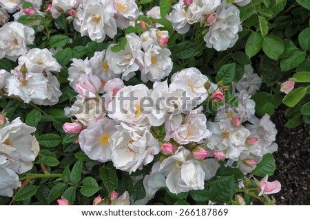 Beautiful wilted white roses in late summer