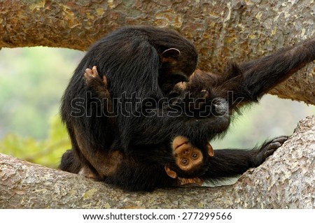 Playful young chimpanzee with its mother