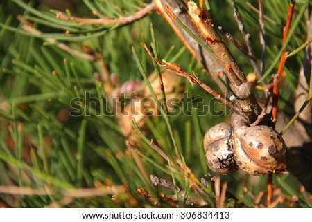 Sweet Hakea is an Australian native plant. Taken in Albany coastal area, Western Australia