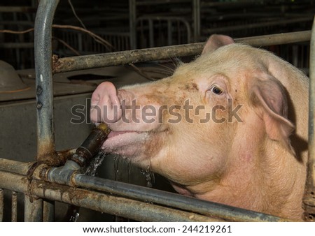 Mother pig drinking water