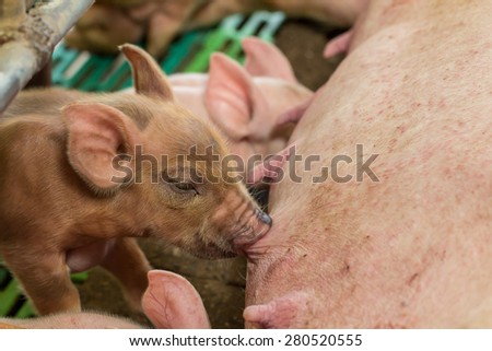 Newborn pigs are trying to suckle from its mother pig.