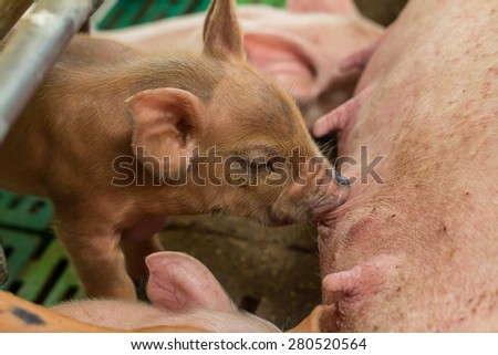 Newborn pigs are trying to suckle from its mother pig.