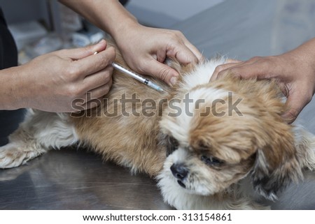 The dog treat that patient with an injection.