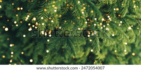 Image, Stock Photo View of the pine forest in the mountains in the evening