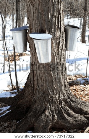 Metal Maple Sap Buckets Attached To A Tree Collecting Sap For The Production Of Canadian Maple Syrup