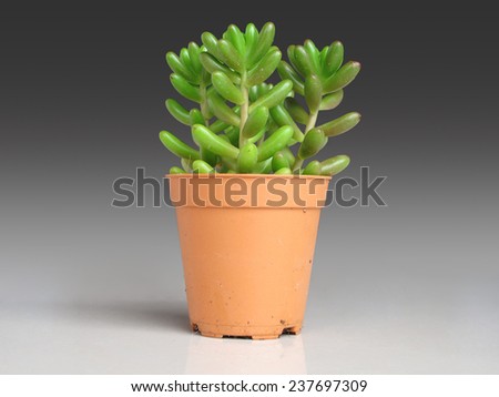 Sedum rubrotinctum and commonly known as the jelly bean plant, or pork and beans. It is a species of Sedum from the Crassulaceae family of plants. It is a succulent plant originating in Mexico.