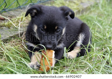 Cute puppy eating a snack against green grass background.