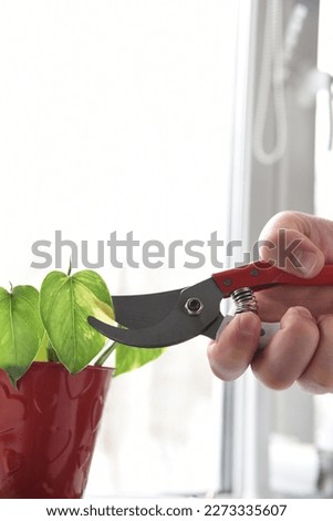 Prunning home plant. Epipremnum indoor care and home gardening. Hand with pruning shears Photo stock © 