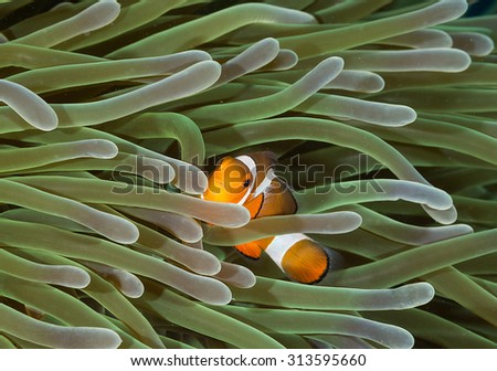 A cute Clown fish in his anemone