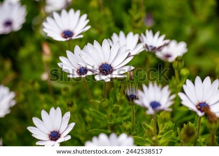 Image, Stock Photo Blue flowers of Cape Leadwort also known as Blue Plumbago or Plumbago Auriculata