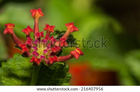 Close Up Of The Beautiful Lantana Desert Flower