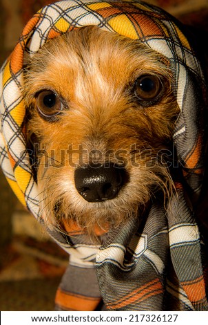Adorable Small Dog Head Shot Wearing Plaid Scarf