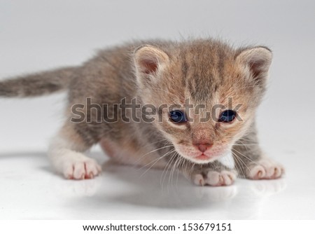 New born kitty cat isolated over white background