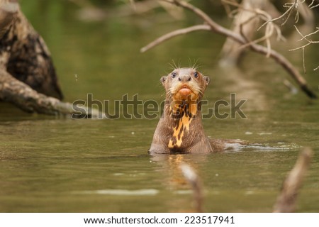 TAMBOPATA, MADRE DE DIOS, PERU: Giant otter swims in sandoval lake in the peruvian Amazon jungle.