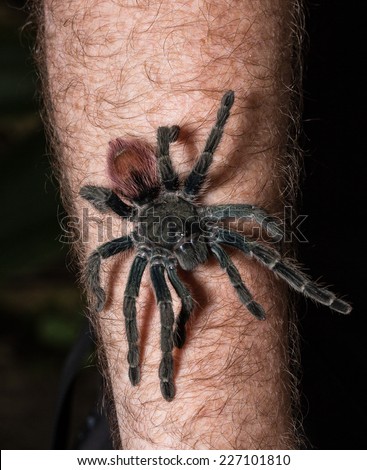 Tarantula walk over arm in the Amazon Jungle, Iquitos, peru