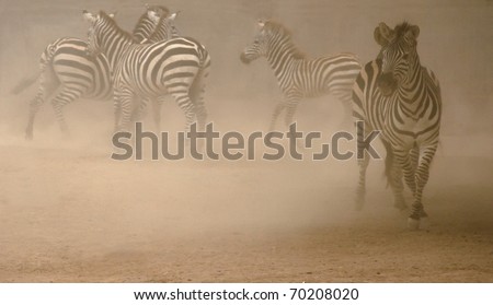 Zebras in dust storm ( low key)