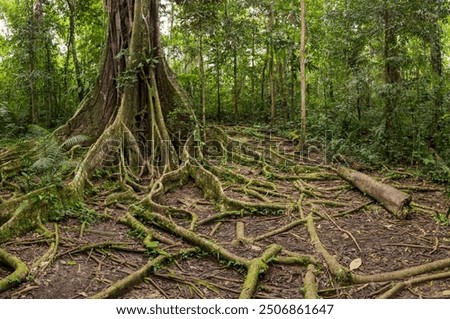 Similar – Image, Stock Photo Densely planted forest of Nordmann fir (Abies nordmanniana) in intact form, climate change tolerant trees in a monoculture forestry system