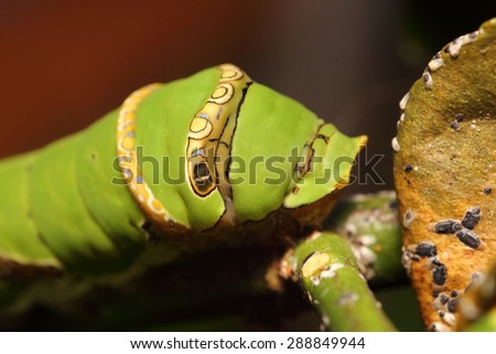 Small insect ,bug in green garden Thailand , summer season