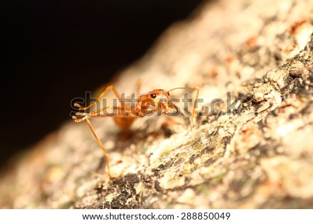 Small insect ,bug in green garden Thailand , summer season