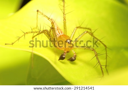 Small insect and bug in the garden ,small spider animal Thailand summer season
