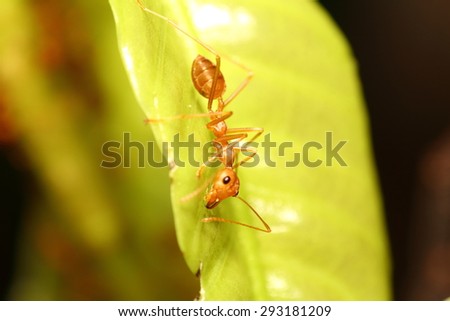 Ant working on green leaf in the forest