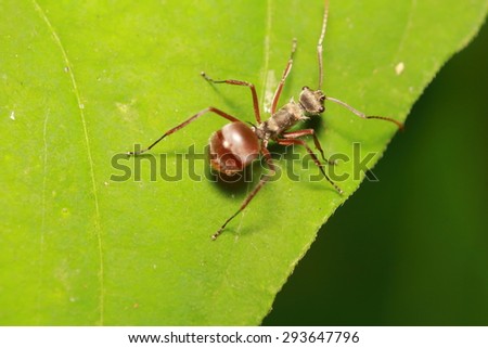 Small insect and bug in the garden ,small spider animal