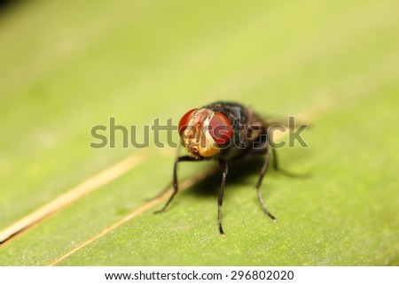 Small fly insect from Thailand summer season ,big eye