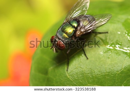 Fly insect living in the green garden Thailand summer season