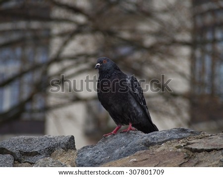 Wild pigeon bird sitting in the winter in the frost on the stone wall in the city