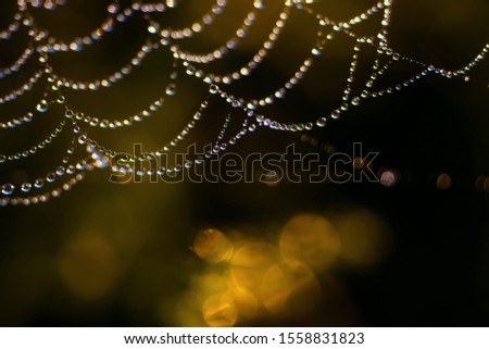 Image, Stock Photo Cobwebs with dewdrops