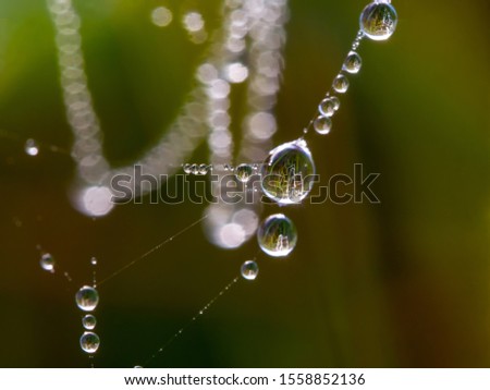 Similar – Image, Stock Photo Cobwebs with dewdrops