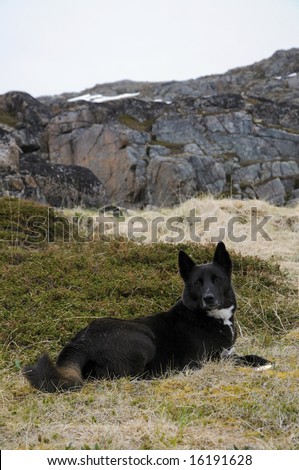 guard dog on the polar circle island