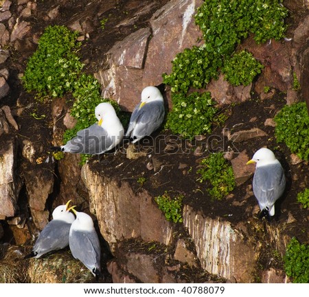 seagulls in the national park of the russian north