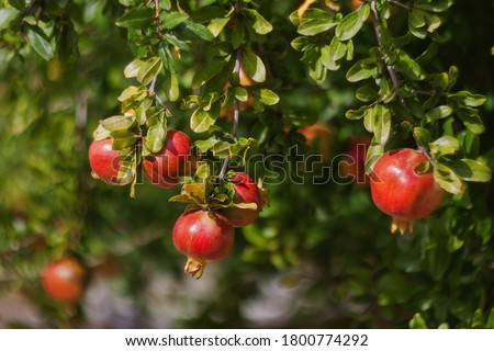 Red ripe pomegranate fruits grow on pomegranate tree in garden. Punica granatum fruit, close up. Of pomegranate to produce a delicious juice.