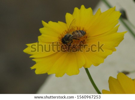 Flor amarela com uma abelha. Foto tirada em um dia nublado, no Parque Ibirapuera, São Paulo, Brazil. Foto stock © 