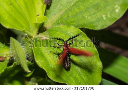 Red beetle landing on green leaf,Concept i believe i can fly