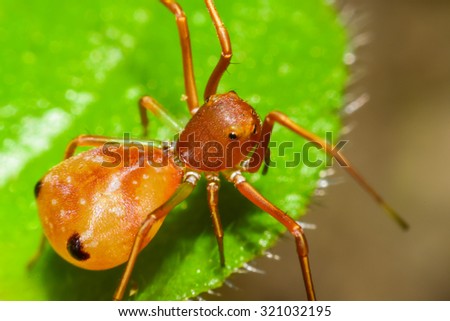 Ant Mimic Spider in nature,soft focus macro view