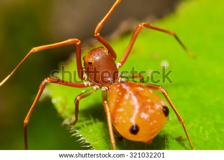 Ant Mimic Spider in nature,soft focus macro view