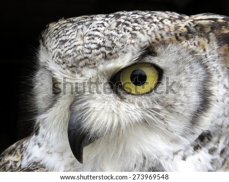 The face of an eagle-owl on a black background