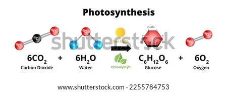 Photosynthesis equation with molecular models. Biochemical process used by plants responsible for producing the oxygen O2. Sugars are synthesized from carbon dioxide CO2, and water H2O.