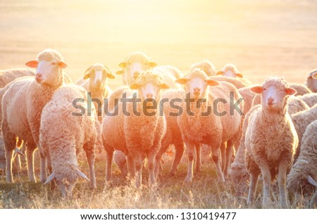 Flock of sheep at sunset Foto d'archivio © 